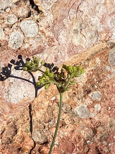 Renosterveld Blisterbush (Notobubon collinum)
