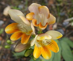 Freesia fergusoniae