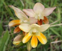 Freesia fergusoniae