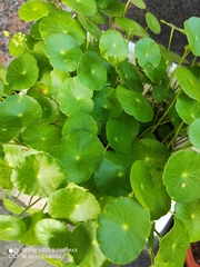 Hydrocotyle vulgaris