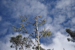 Furcraea andina