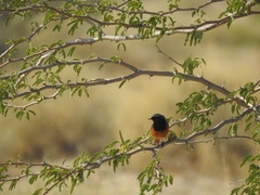 Phoenicurus ochruros