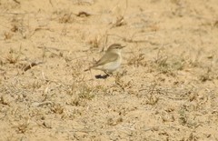 Phylloscopus neglectus