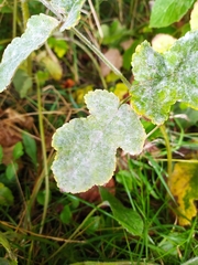 Erysiphe heraclei