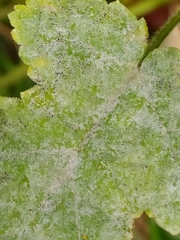 Erysiphe heraclei