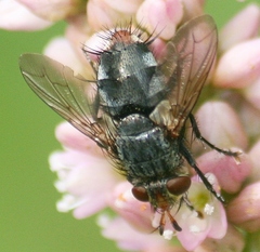 Deopalpus