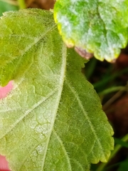 Erysiphe heraclei