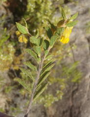 Hermannia decipiens