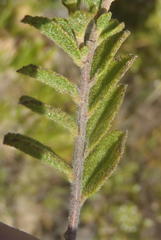 Hermannia decipiens