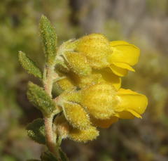 Hermannia decipiens
