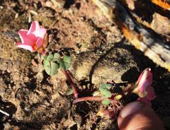 Oxalis convexula
