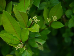 Zanthoxylum ovalifolium