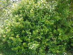 Zanthoxylum ovalifolium