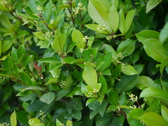 Zanthoxylum ovalifolium