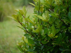 Zanthoxylum ovalifolium