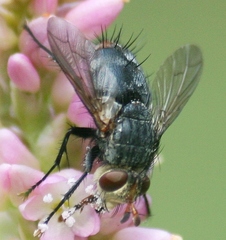 Deopalpus
