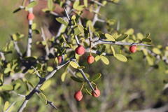 Gloveria integrifolia