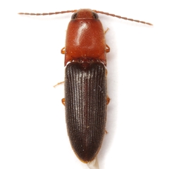 Anchastus bicolor