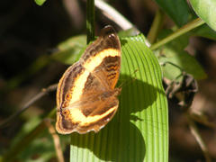 Junonia elgiva
