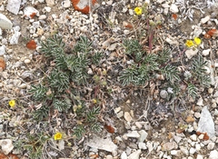 Potentilla morefieldii