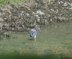 Egretta tricolor image