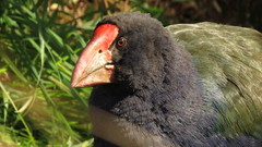 Porphyrio hochstetteri