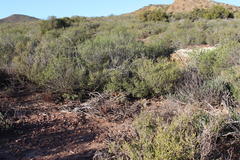 Astroloba rubriflora