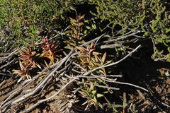 Astroloba rubriflora