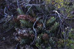 Astroloba rubriflora