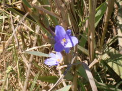 Aristea glauca