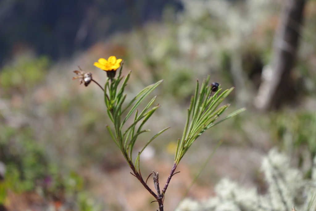 Burnellia venusta