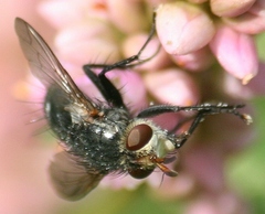 Deopalpus