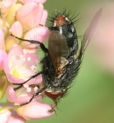 Deopalpus