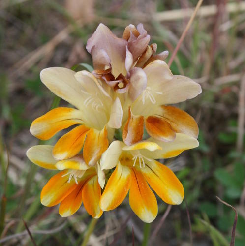 Freesia fergusoniae L.Bolus