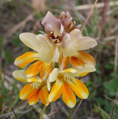 Freesia fergusoniae