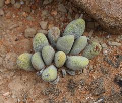 Crassula tecta