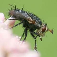 Deopalpus