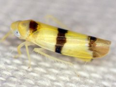 Empoa gillettei