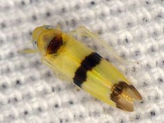 Empoa gillettei