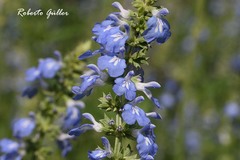 Salvia uliginosa