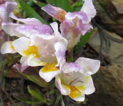Freesia fucata