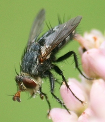 Deopalpus