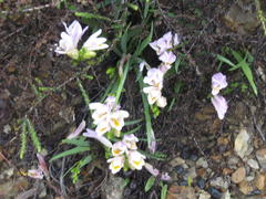 Freesia fucata