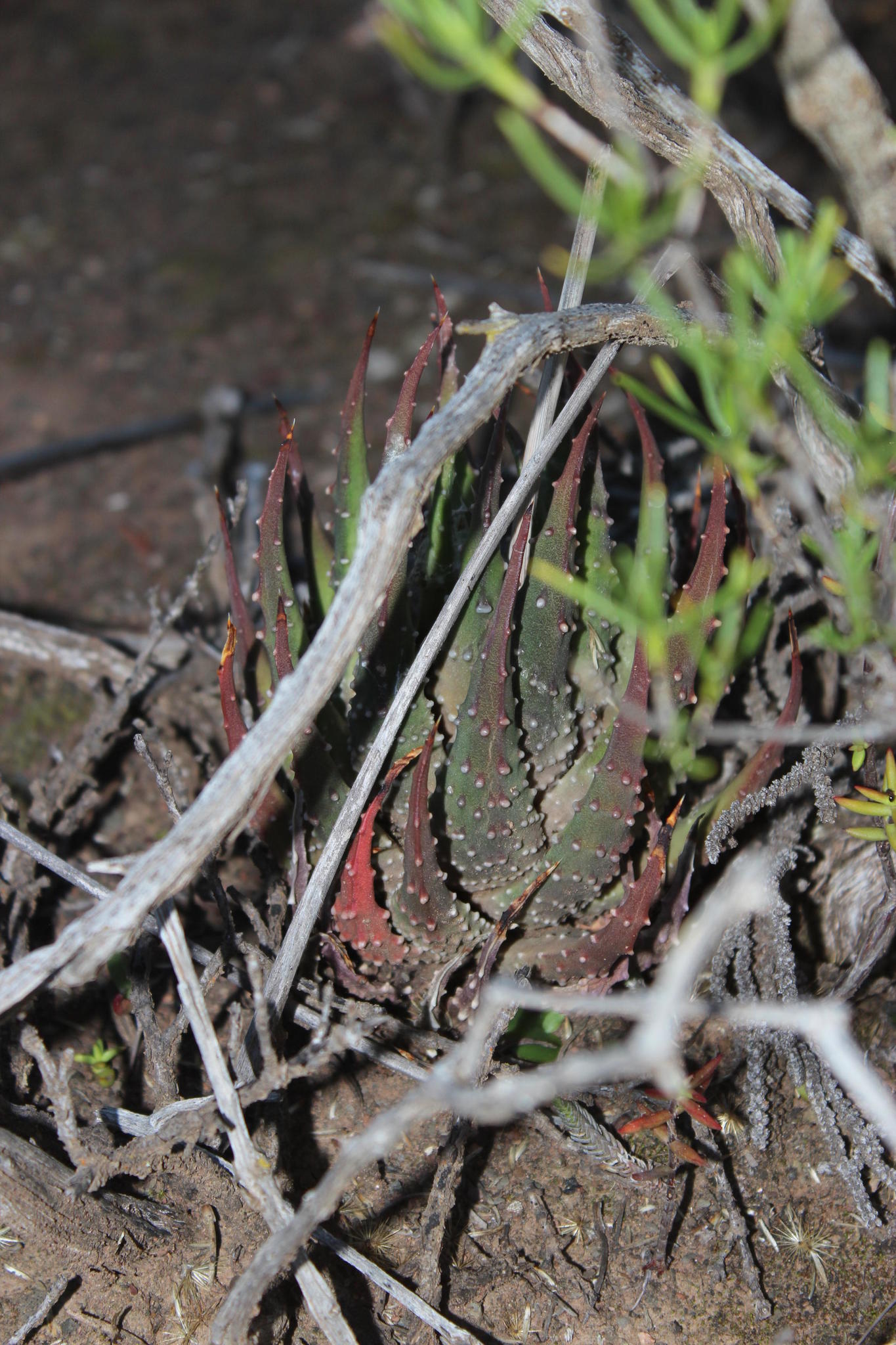 Tulista pumila 'Hakurei' 2