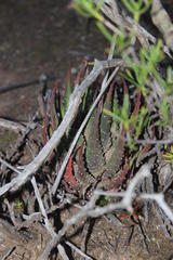 Tulista pumila
