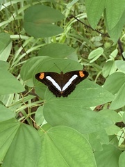 Adelpha iphicleola