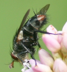 Deopalpus