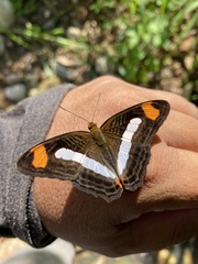 Adelpha iphicleola