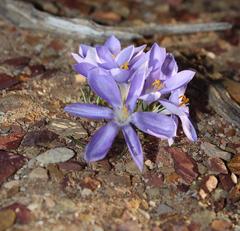 Syringodea longituba violacea