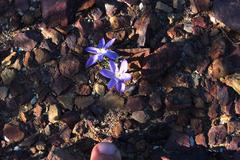 Syringodea longituba violacea